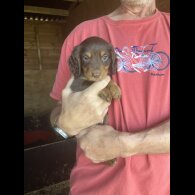 Cocker Spaniel (Working &amp; Show) - Both