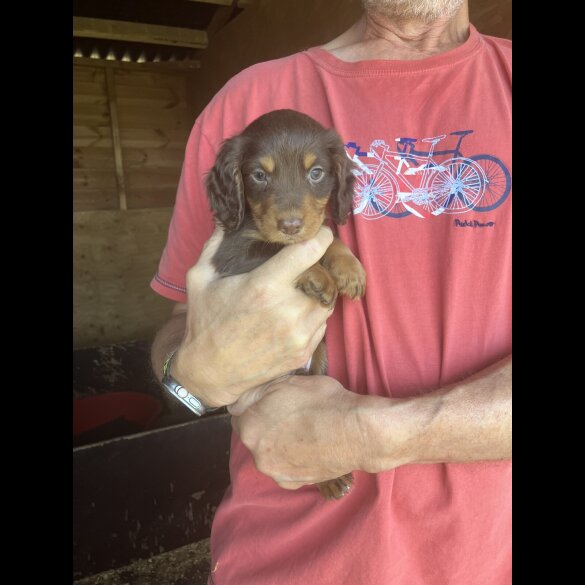 Cocker Spaniel (Working &amp; Show) - Both