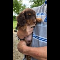 Cocker Spaniel (Working &amp; Show) - Both