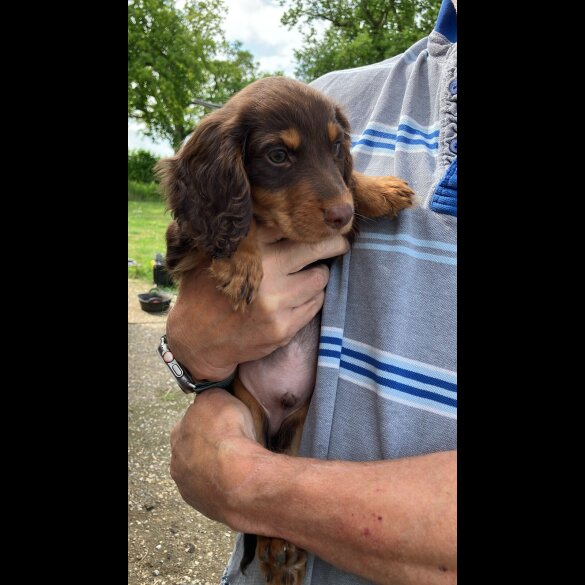 Cocker Spaniel (Working &amp; Show) - Both