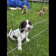 Cocker Spaniel (Working &amp; Show) - Both