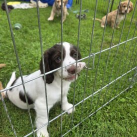 Cocker Spaniel (Working &amp; Show) - Both