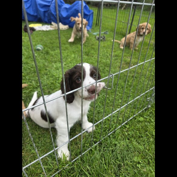 Cocker Spaniel (Working &amp; Show) - Both