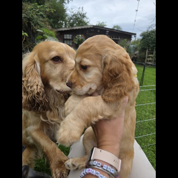 Cocker Spaniel (Working &amp; Show) - Both