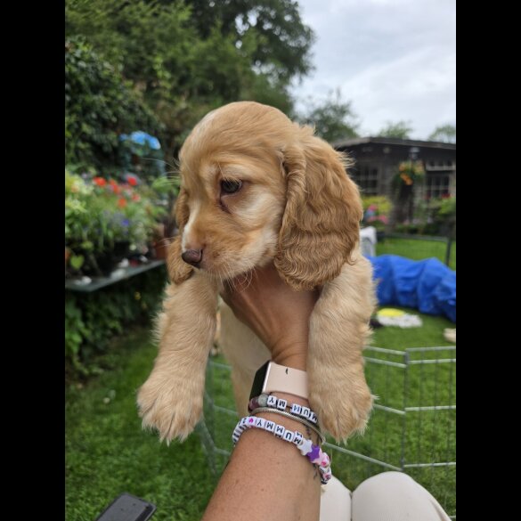 Cocker Spaniel (Working &amp; Show) - Both