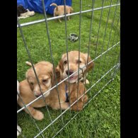 Cocker Spaniel (Working &amp; Show) - Both