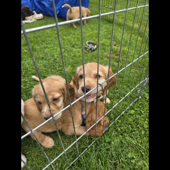 Cocker Spaniel (Working &amp; Show) - Both