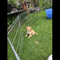 Cocker Spaniel (Working &amp; Show) - Both