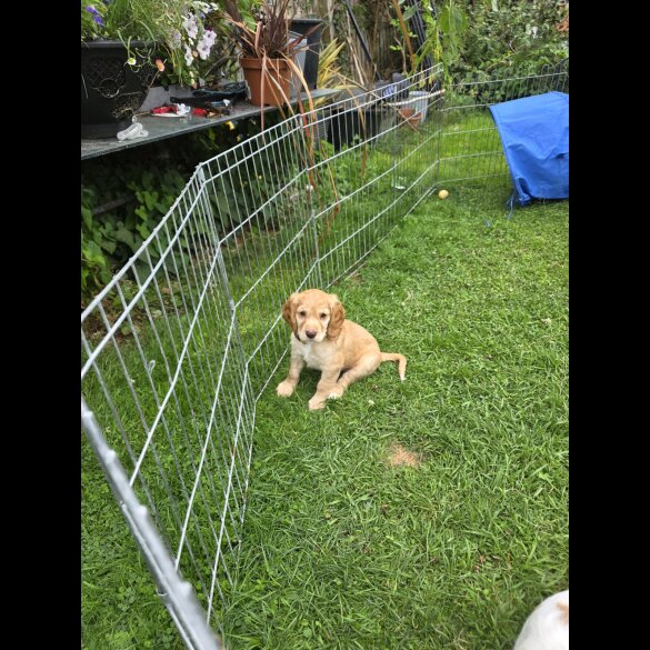 Cocker Spaniel (Working &amp; Show) - Both