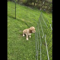 Cocker Spaniel (Working &amp; Show) - Both