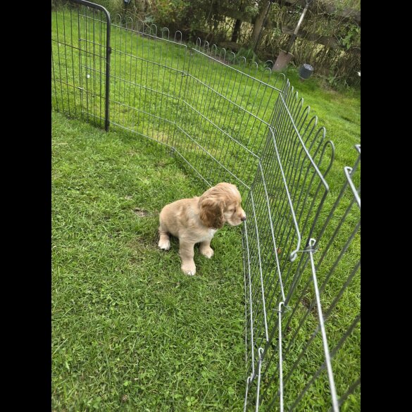Cocker Spaniel (Working &amp; Show) - Both