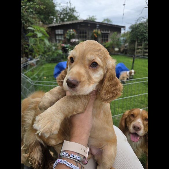 Cocker Spaniel (Working &amp; Show) - Both