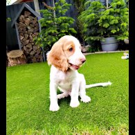 Cocker Spaniel (Working &amp; Show) - Dogs