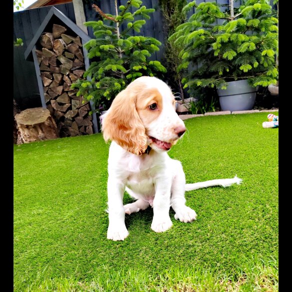 Cocker Spaniel (Working &amp; Show) - Dogs
