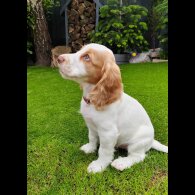 Cocker Spaniel (Working &amp; Show) - Dogs