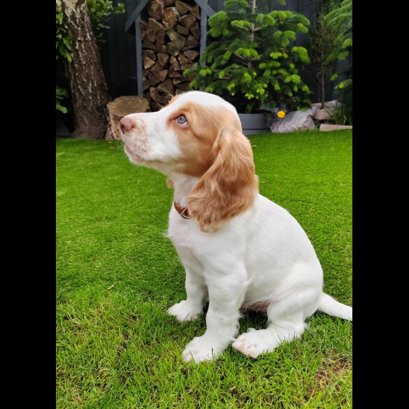 Cocker Spaniel (Working &amp; Show) - Dogs