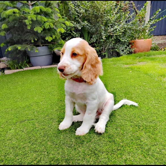 Cocker Spaniel (Working &amp; Show) - Dogs