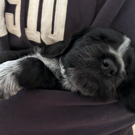 Cocker Spaniel (Working &amp; Show) - Dogs