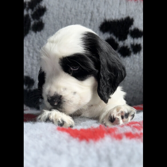 Cocker Spaniel (Working &amp; Show) - Both