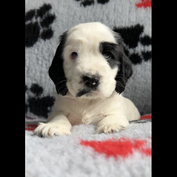 Cocker Spaniel (Working &amp; Show) - Both