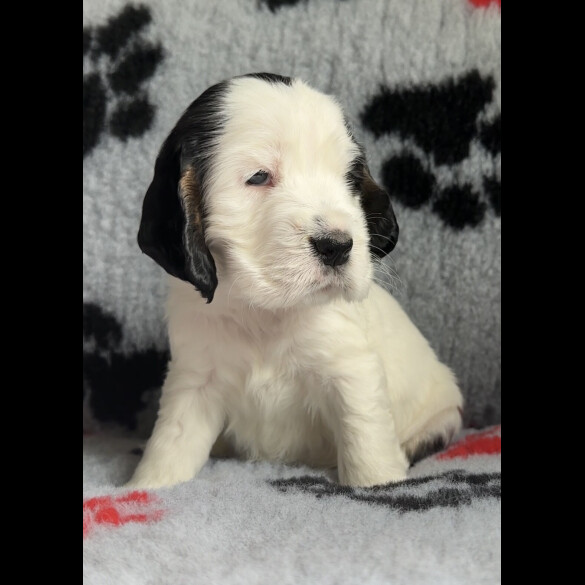 Cocker Spaniel (Working &amp; Show) - Both