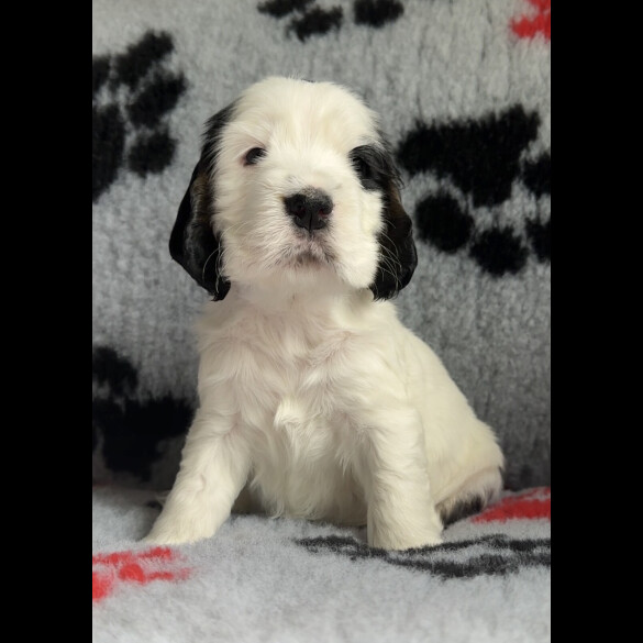 Cocker Spaniel (Working &amp; Show) - Both