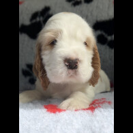 Cocker Spaniel (Working &amp; Show) - Both