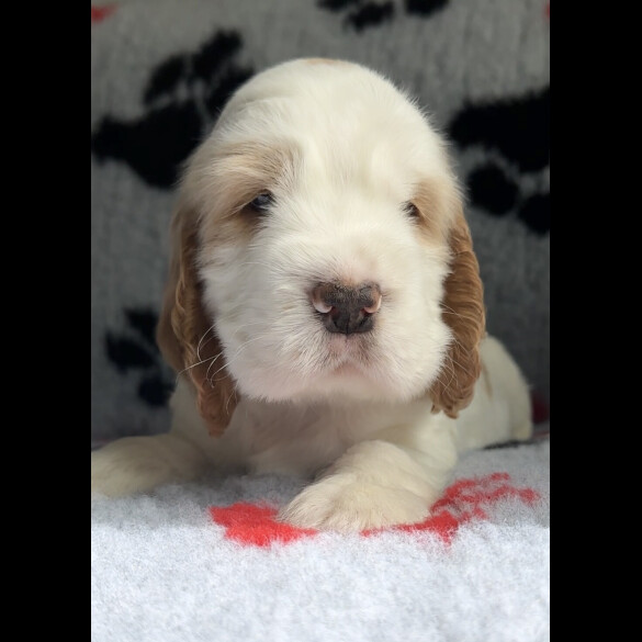 Cocker Spaniel (Working &amp; Show) - Both
