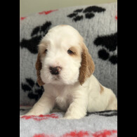 Cocker Spaniel (Working &amp; Show) - Both