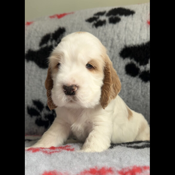 Cocker Spaniel (Working &amp; Show) - Both