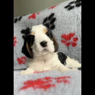 Cocker Spaniel (Working &amp; Show) - Both