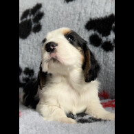 Cocker Spaniel (Working &amp; Show) - Both