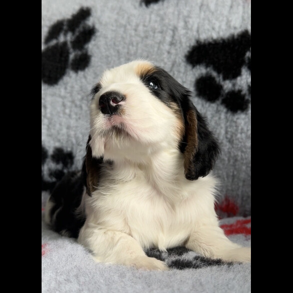 Cocker Spaniel (Working &amp; Show) - Both