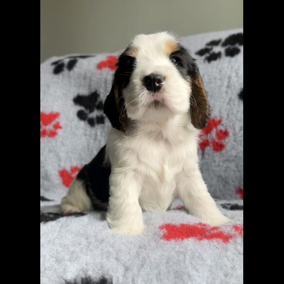 Cocker Spaniel (Working &amp; Show) - Both