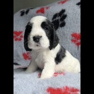 Cocker Spaniel (Working &amp; Show) - Both