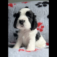 Cocker Spaniel (Working &amp; Show) - Both