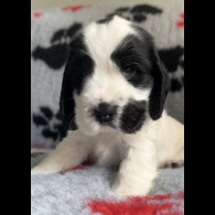 Cocker Spaniel (Working &amp; Show) - Both