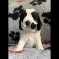 Cocker Spaniel (Working &amp; Show) - Both