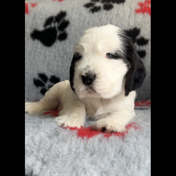 Cocker Spaniel (Working &amp; Show) - Both