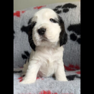 Cocker Spaniel (Working &amp; Show) - Both