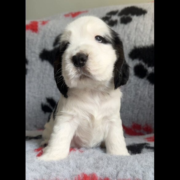 Cocker Spaniel (Working &amp; Show) - Both