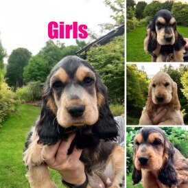 Cocker Spaniel (Working &amp; Show) - Both
