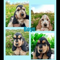 Cocker Spaniel (Working &amp; Show) - Both