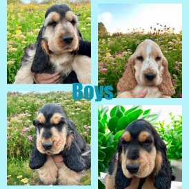 Cocker Spaniel (Working &amp; Show) - Both