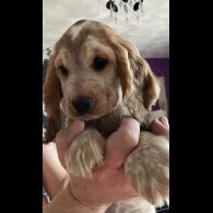 Cocker Spaniel (Working &amp; Show) - Both