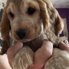 Cocker Spaniel (Working &amp; Show) - Both