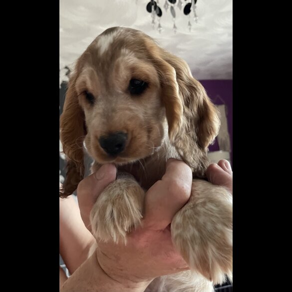 Cocker Spaniel (Working &amp; Show) - Both