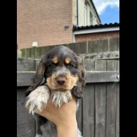 Cocker Spaniel (Working &amp; Show) - Both