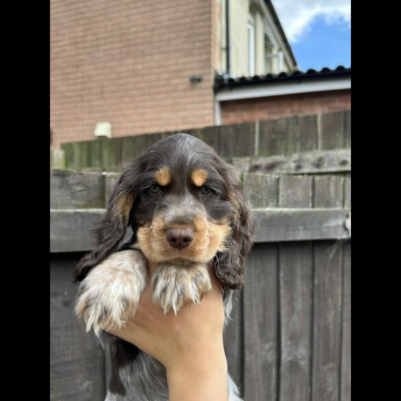 Cocker Spaniel (Working &amp; Show) - Both
