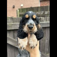 Cocker Spaniel (Working &amp; Show) - Both